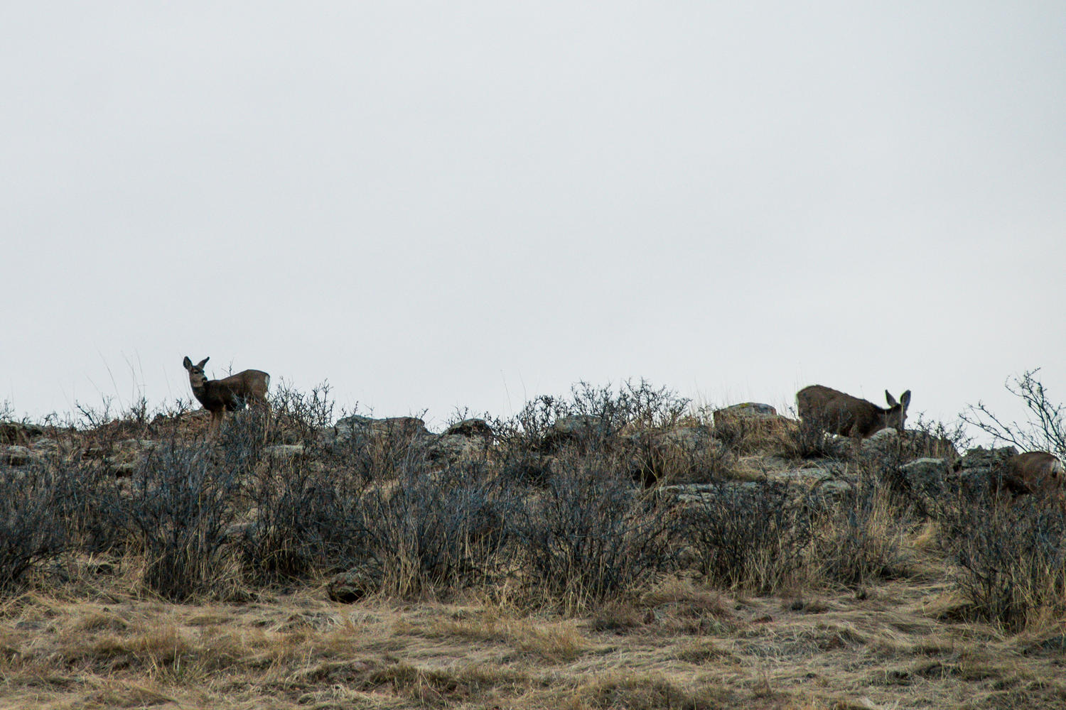 7244 W Co Rd 12 Loveland CO-large-036-018-W Co